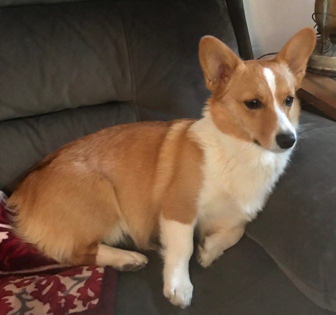 Female Pembroke Welsh Corgi from Windy Mountain Kennels