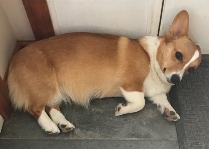 Female Pembroke Welsh Corgi from Windy Mountain Kennels