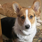 Gypsy, Pembroke Welsh Corgi from Windy Mountain Kennels, NY