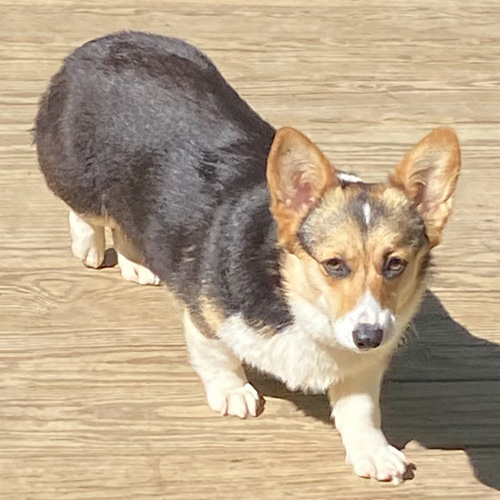 Pembroke Welsh Corgis - Females - Windy Mountain Kennels