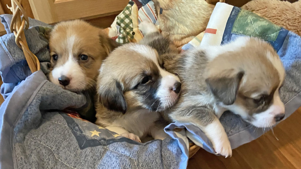 Pembroke Welsh Corgis from Windy Mountain Kennels, Granville, NY