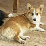 Buffy, Pembroke Welsh Corgi from Windy Mountain Kennels, NY