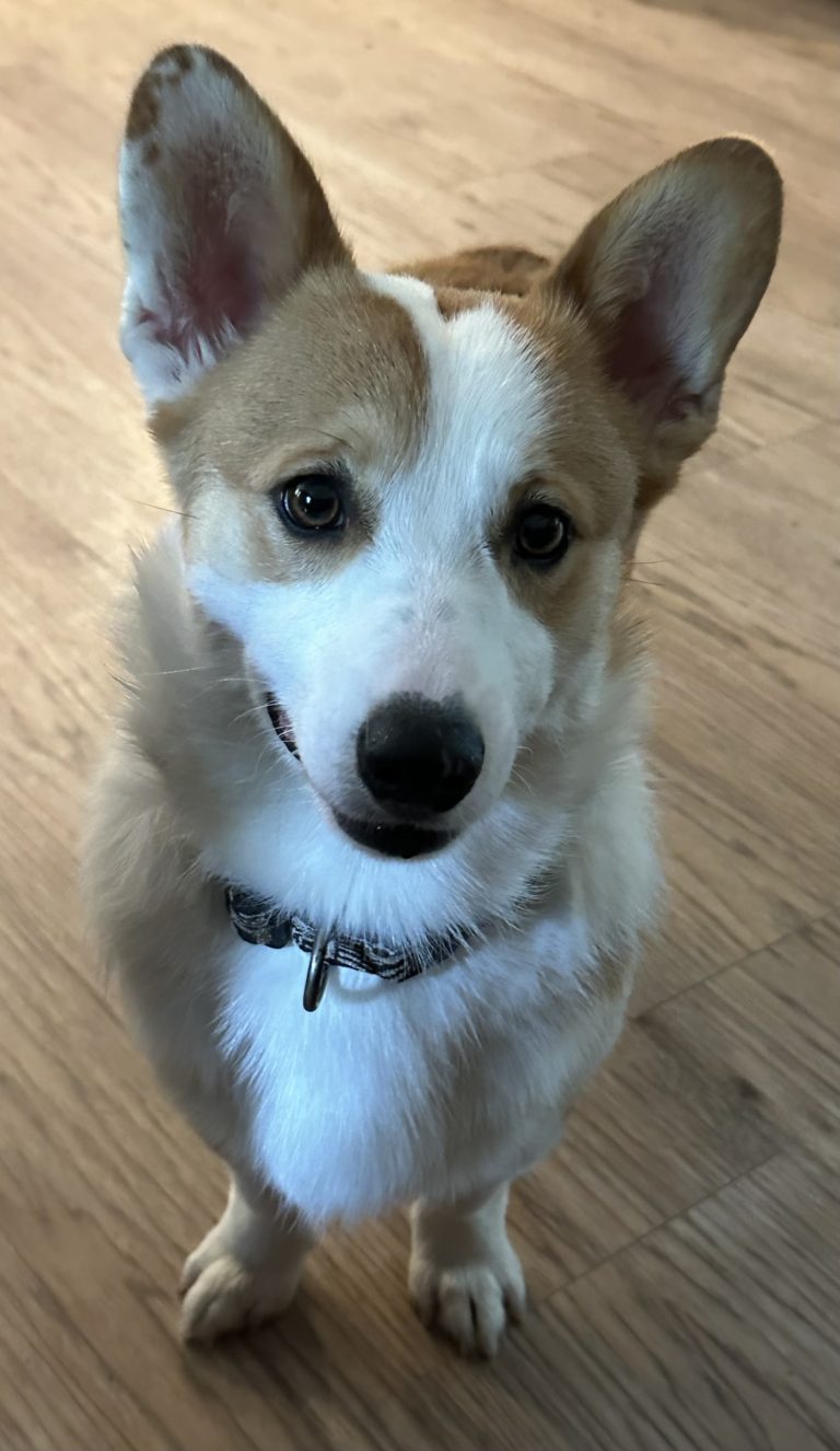 Pembroke Welsh Corgis - Studs - Windy Mountain Corgis