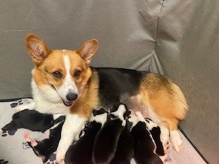 Corgi mom with puppies - Windy Mountain Corgis, New York